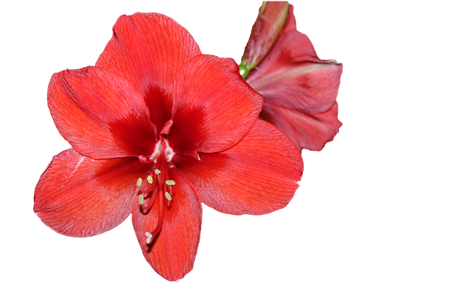 amaryllis-2063361_640