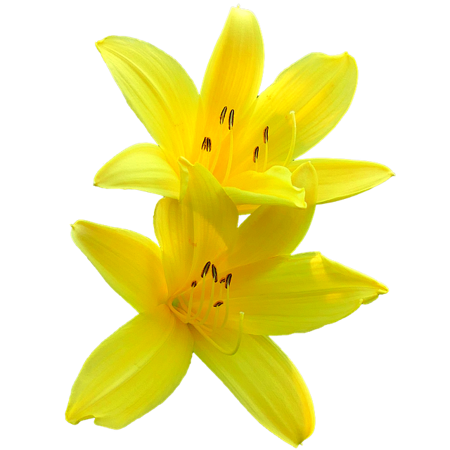 lily-flower-2418738_640