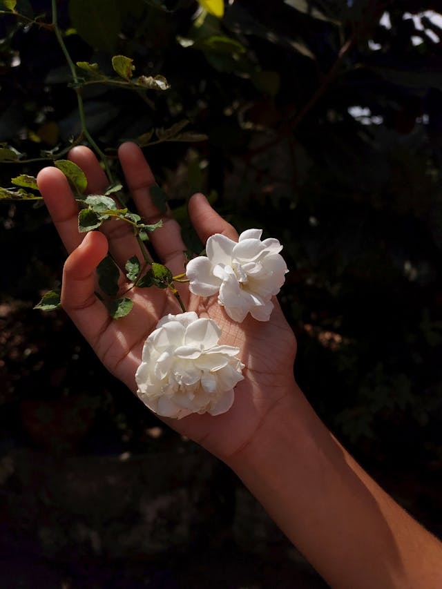 pexels-farhan-najeer-20837542 (2)